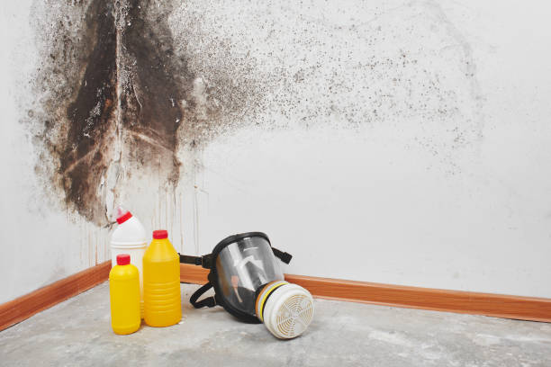 Best Toxic Mold Removal  in Heber, UT