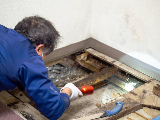 Best Local Mold Removal Service  in Heber, UT
