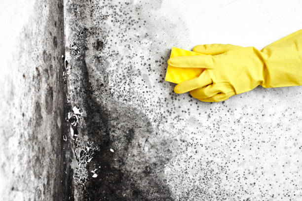 Mold Removal and Inspection in Heber, UT