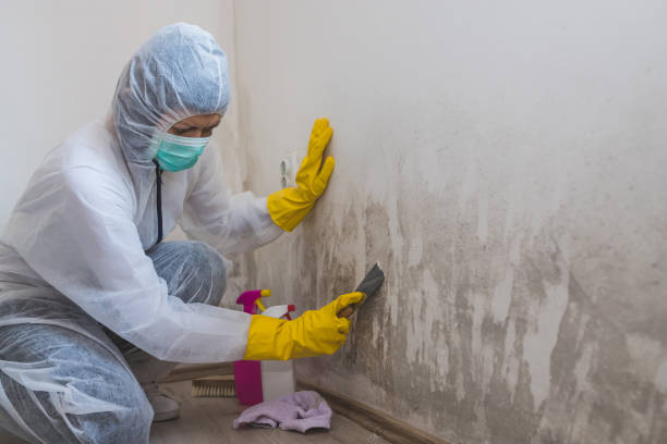 Best Mold Testing  in Heber, UT