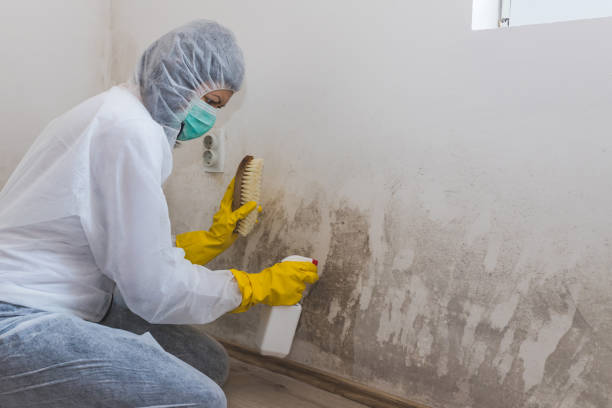Trusted Heber, UT Mold Removal Experts
