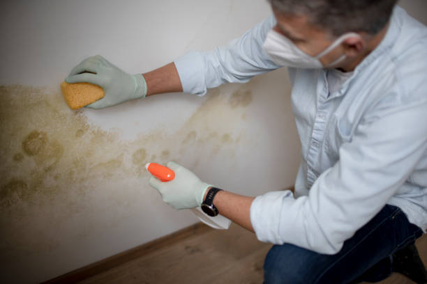 Best Best Mold Removal Companies  in Heber, UT