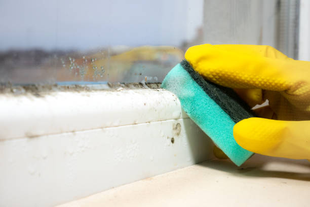 Best Affordable Mold Removal  in Heber, UT