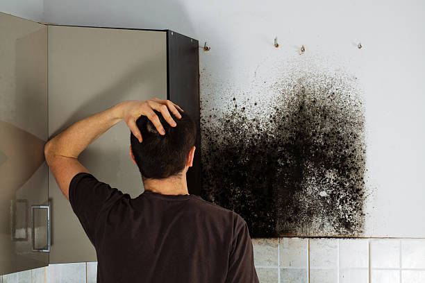 Best Same-Day Mold Removal  in Heber, UT