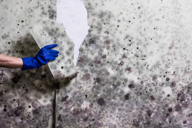Best Attic Mold Removal  in Heber, UT